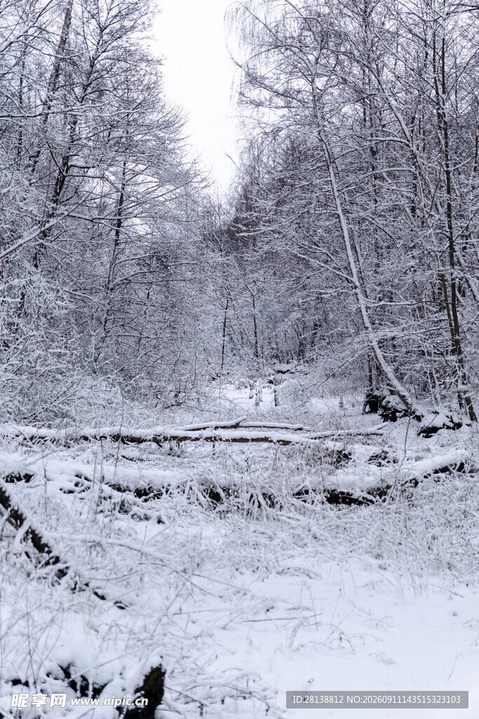 冬日雪林景象