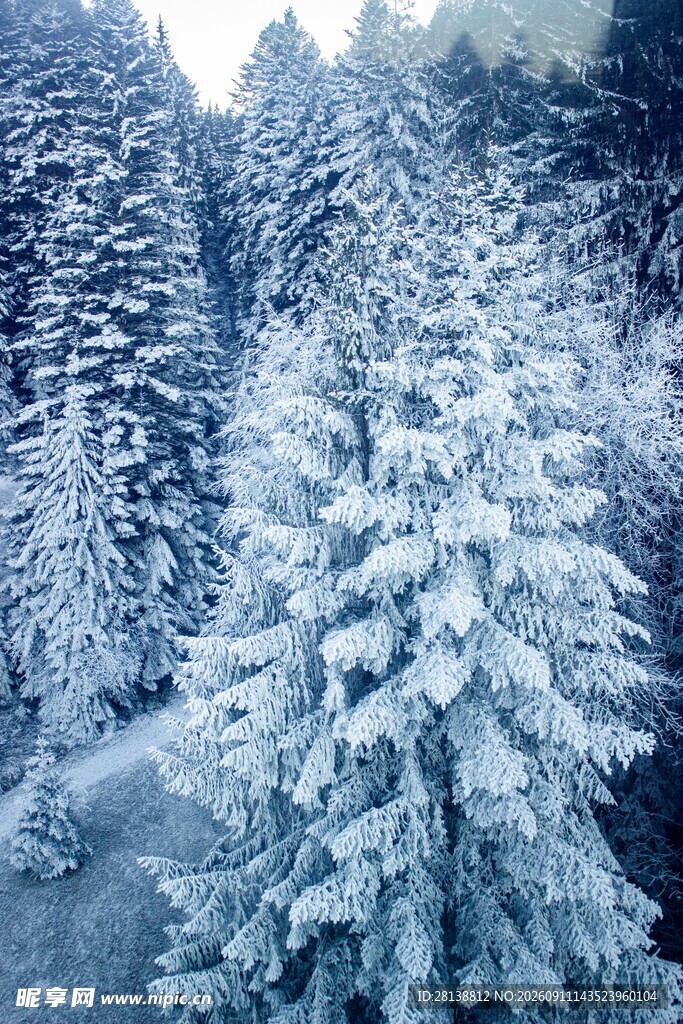 冬日雪覆森林美景