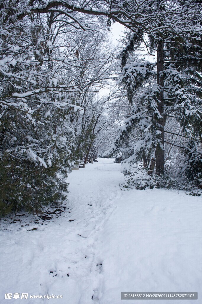 雪覆林间小道
