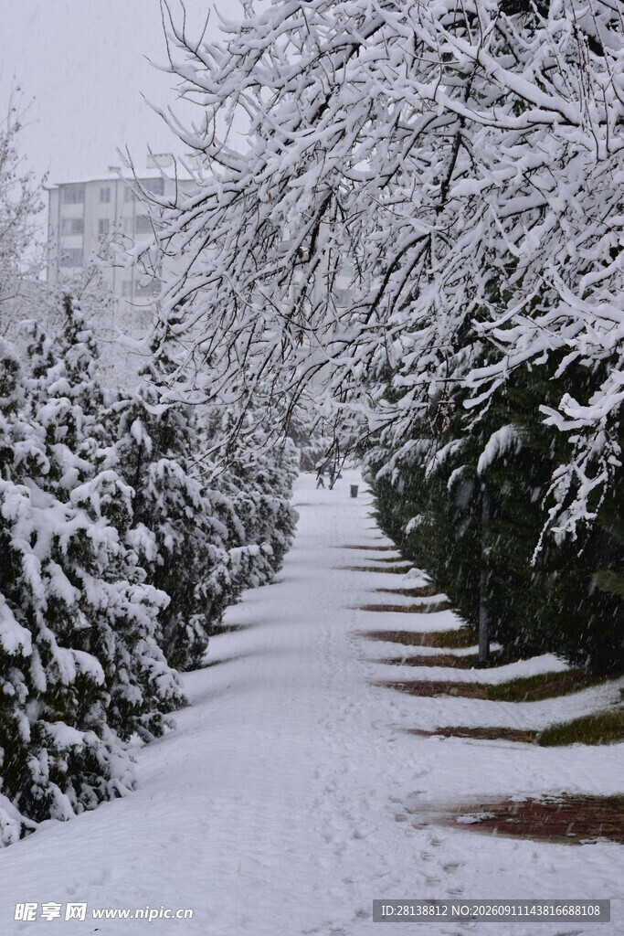 雪覆小径冬日静谧景致