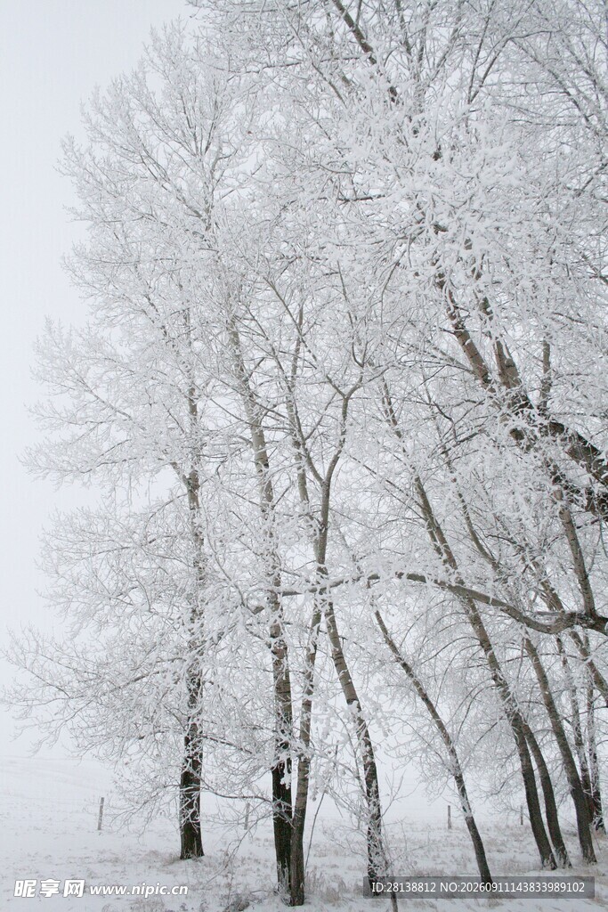 冬日雪覆树林美景