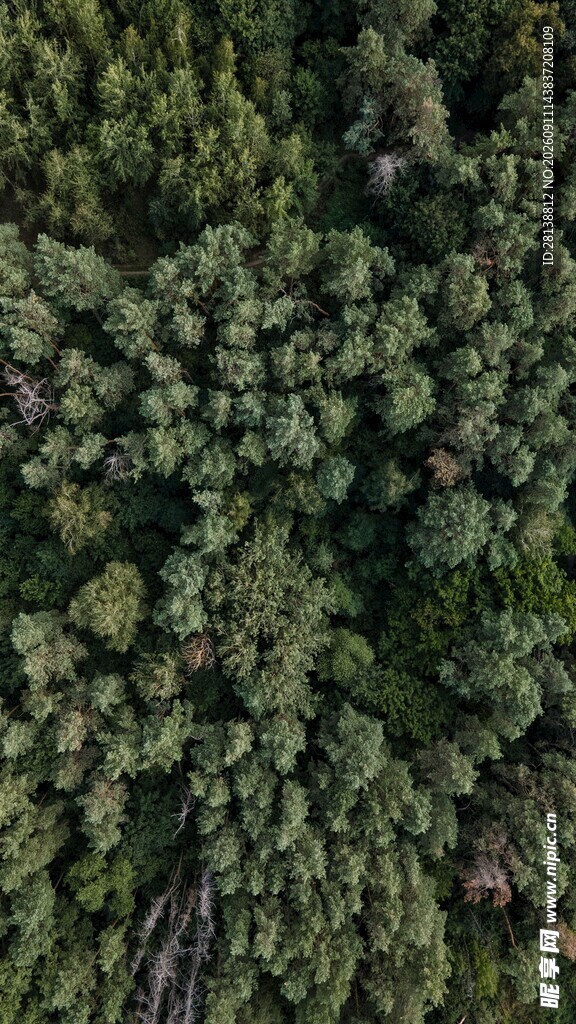 俯瞰茂密森林景观