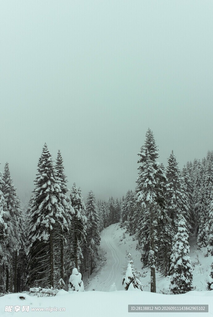 雪覆松林的冬日美景