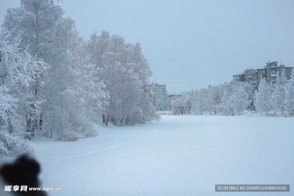 冬日雪景中的静谧树林