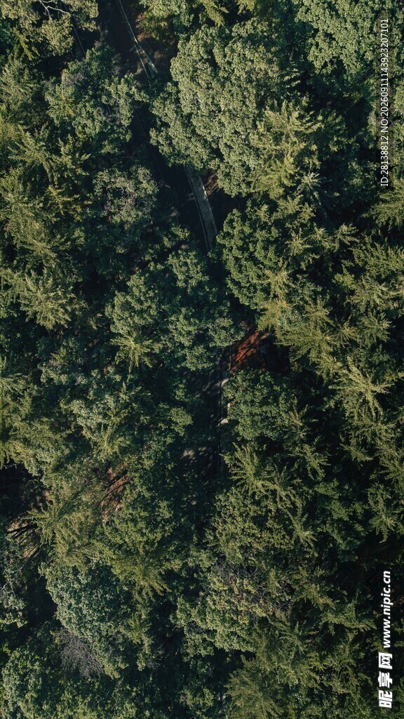 高空俯瞰茂密森林景观