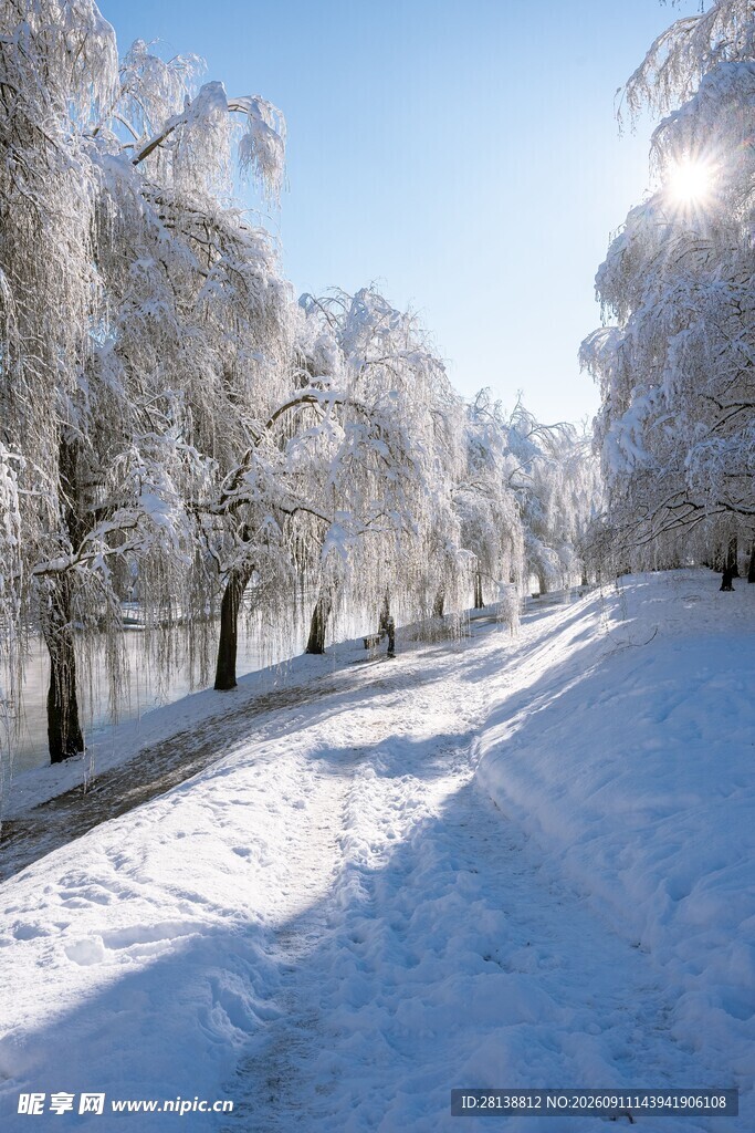 冬日雪林美景