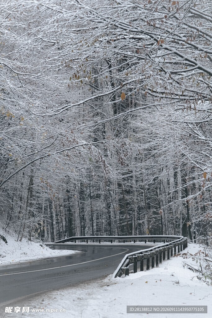 冬日雪覆林间公路美景