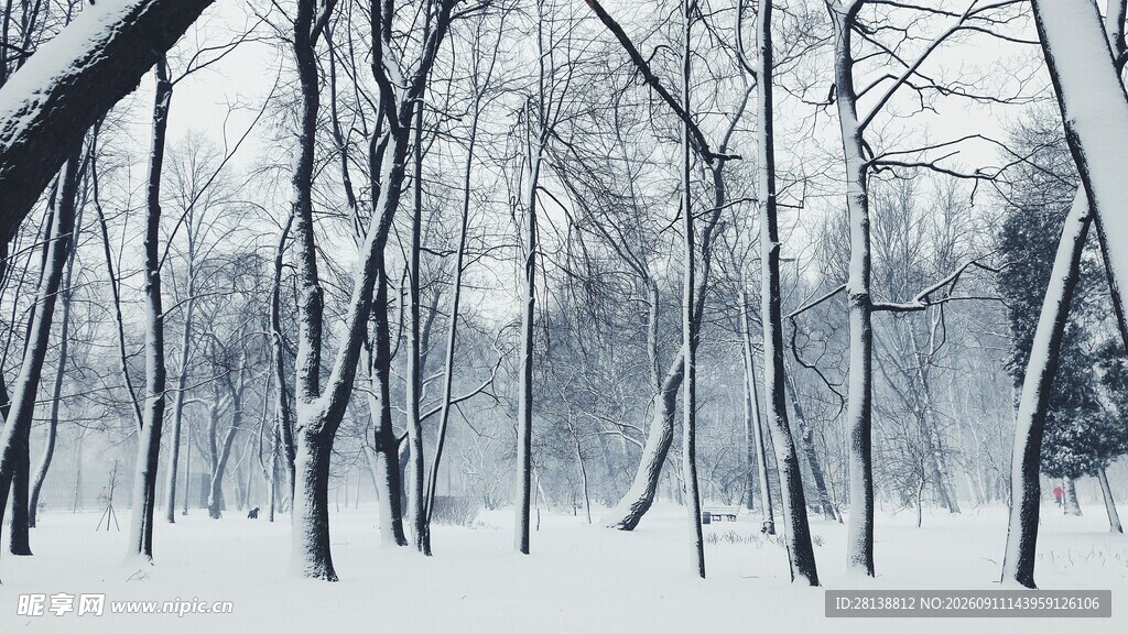 冬日雪景中的静谧树林