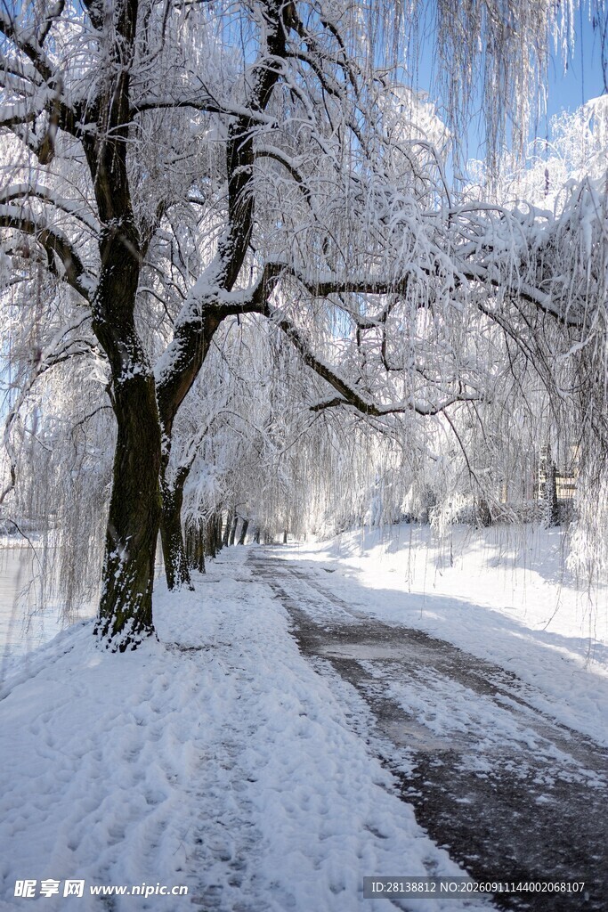 雪覆林间小路银装素裹