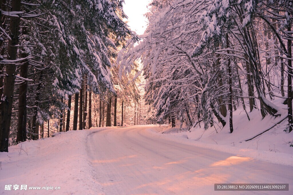 冬日雪林小道的静谧美景