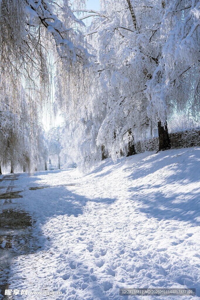 冬日雪覆柳林美景