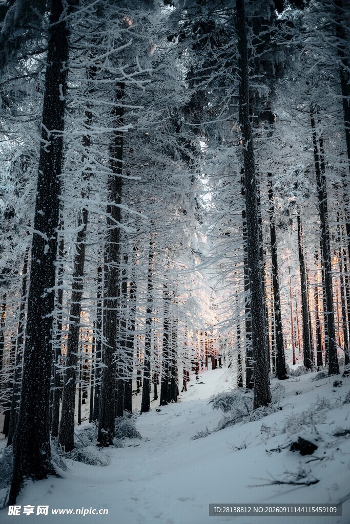 冬日雪林静谧美景