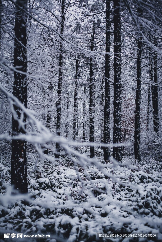 雪覆森林冬日静谧之景