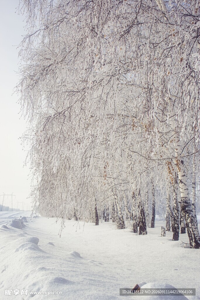 冬日雪覆白桦林美景