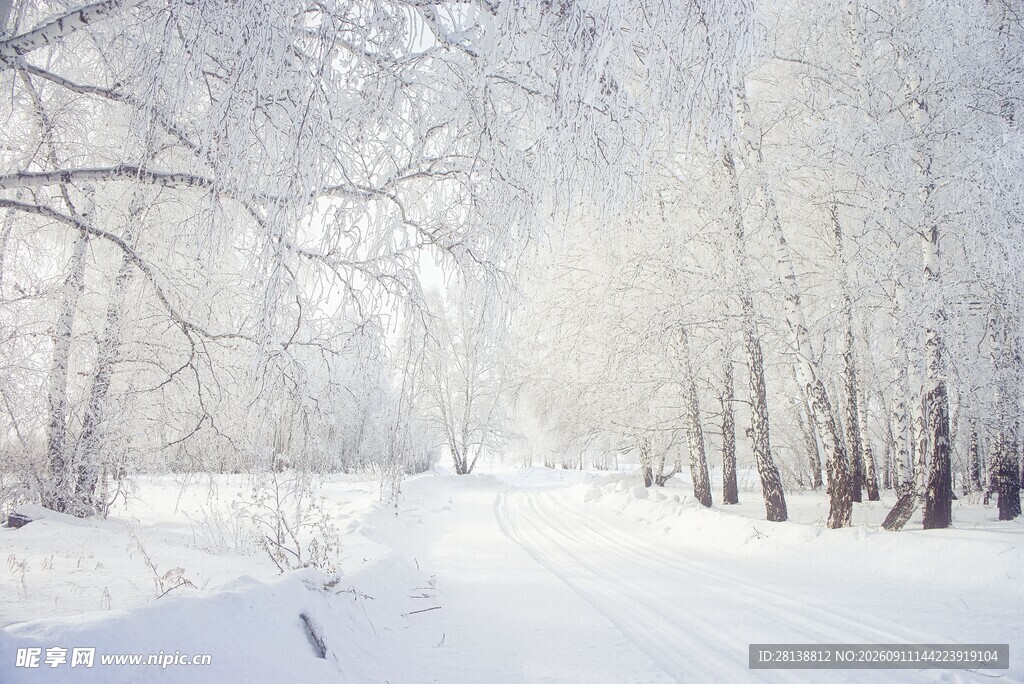 冬日雪林美景