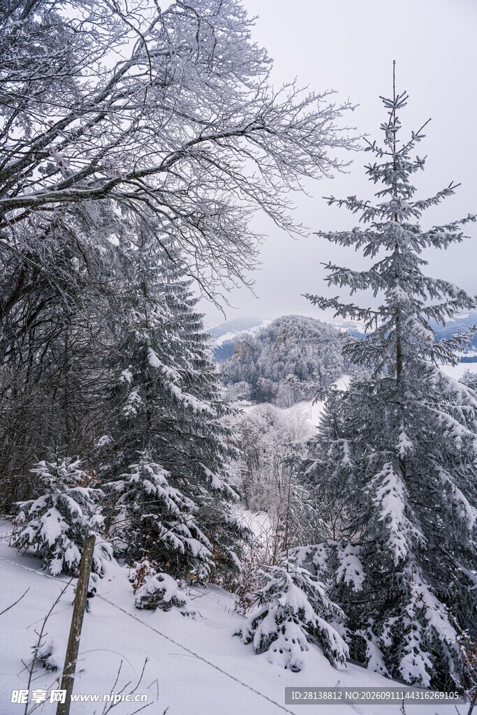 冬日雪覆山林美景