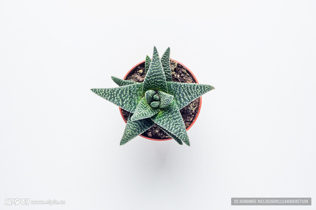 小巧芦荟盆栽