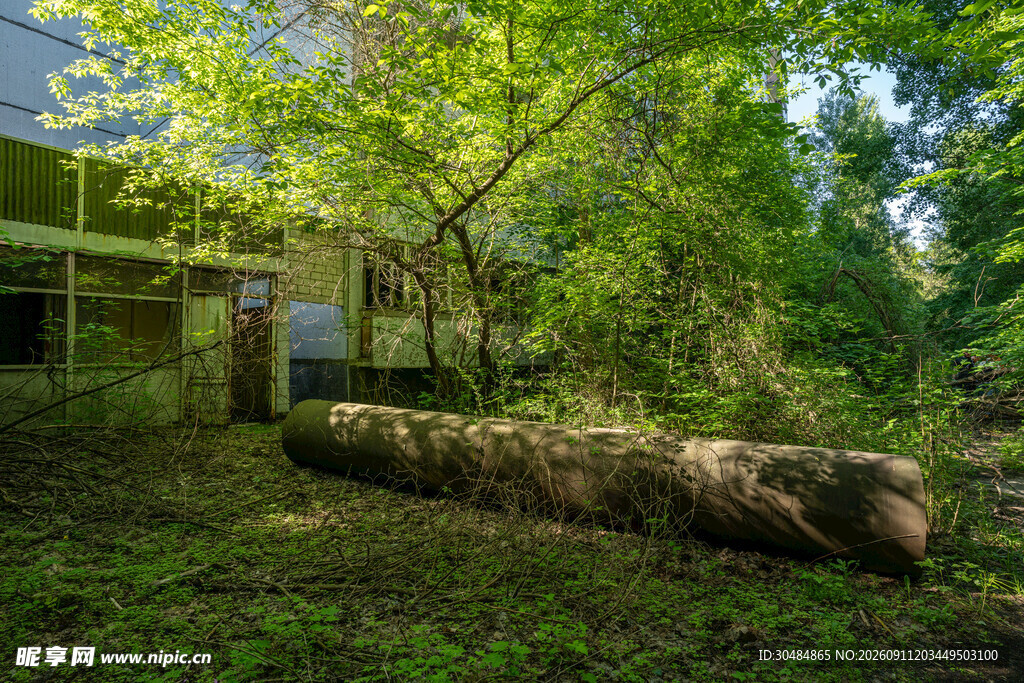 森林中倒下的大树与小屋
