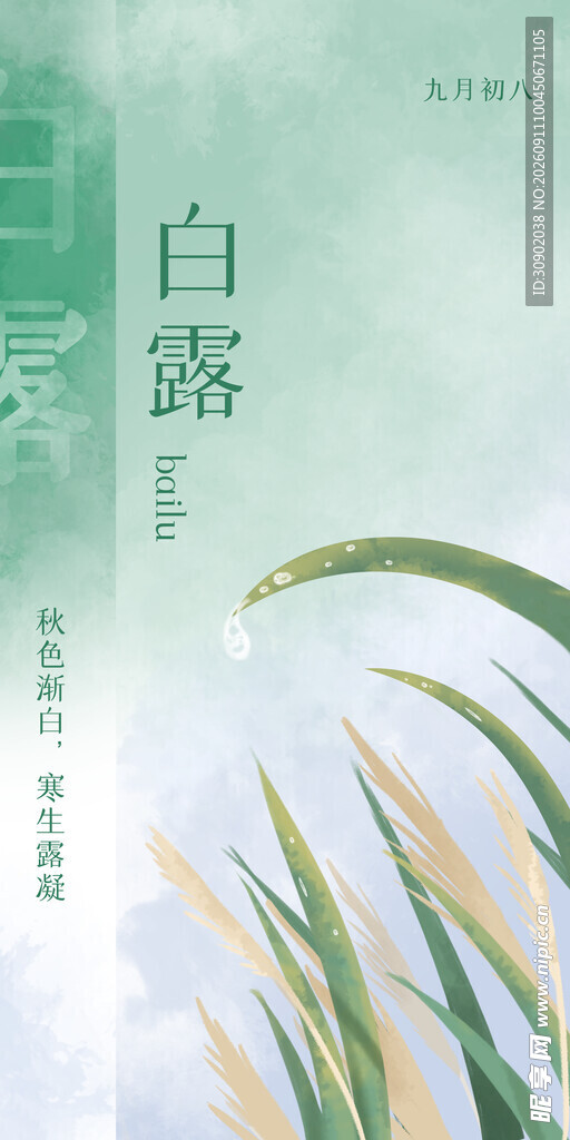 白露时节芦苇美景