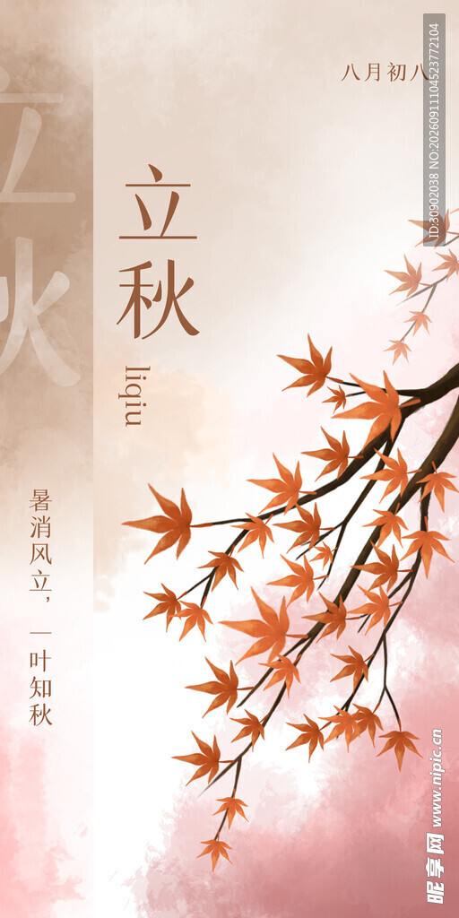 立秋时节枫叶枝头绽放