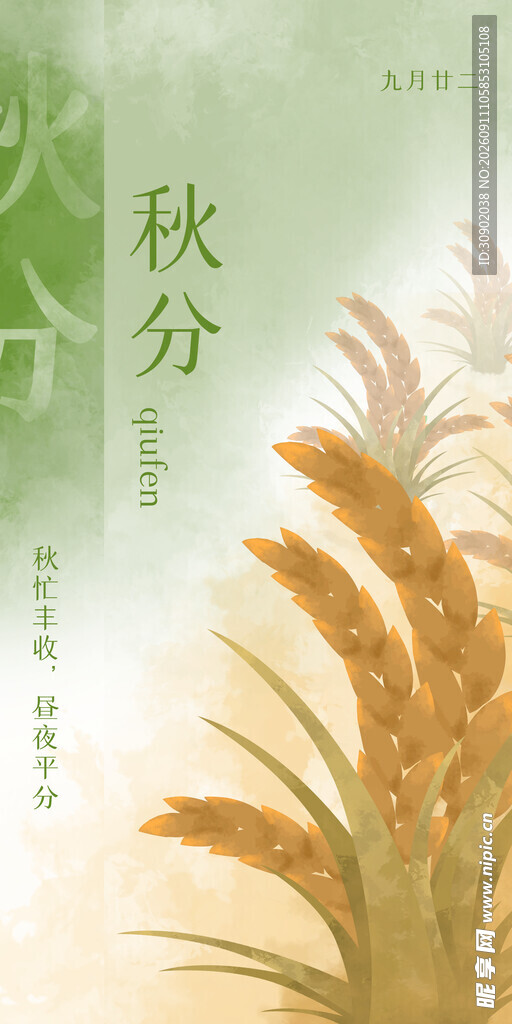 秋分时节的金黄麦穗