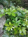 翠绿繁茂的丛生植物