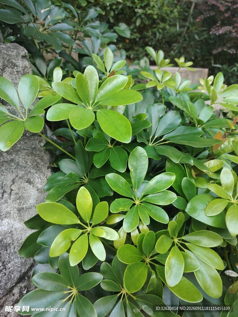 翠绿繁茂的丛生植物