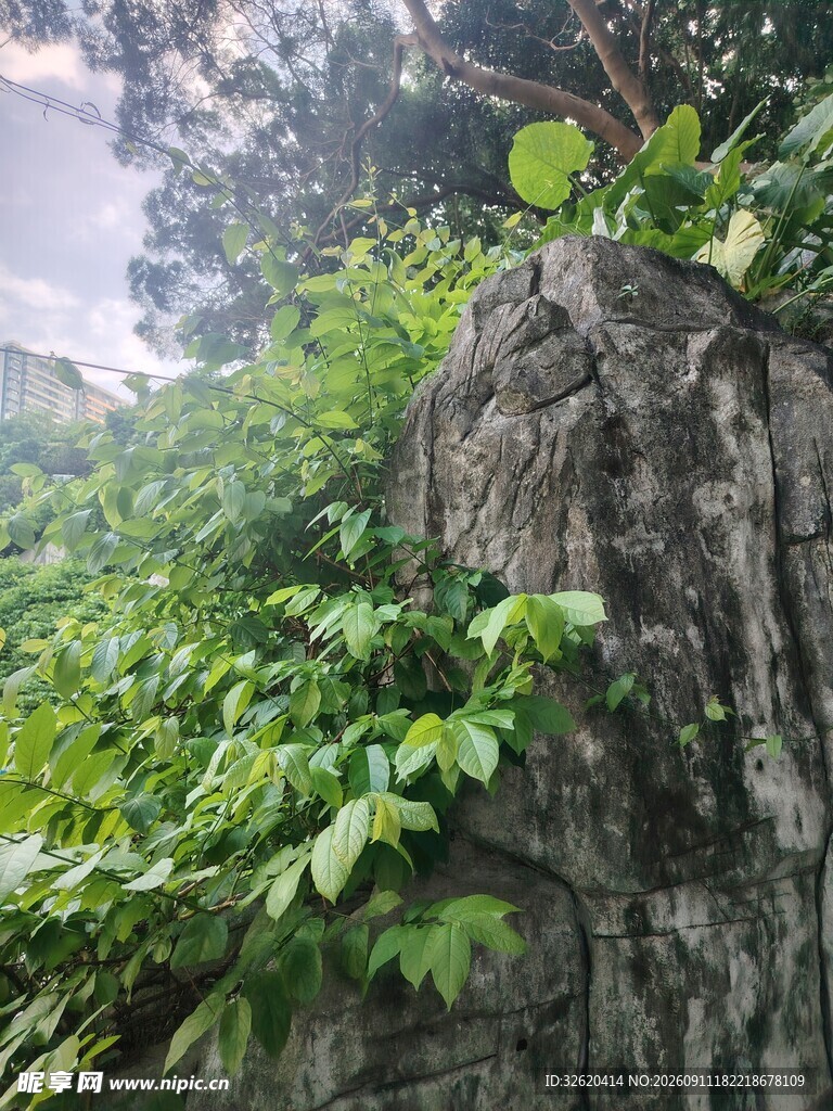 岩石上的繁茂绿植