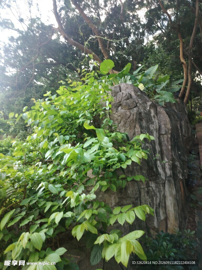 丛林中的繁茂绿植
