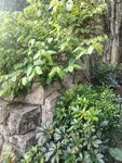 石墙上的翠绿植物景观