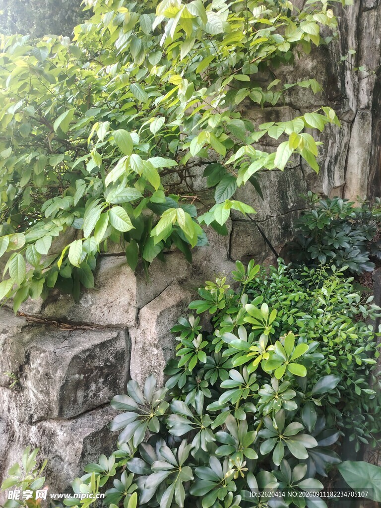 石墙上的翠绿植物景观