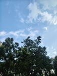 蓝天绿树风景图