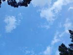 蓝天绿树间的晴朗天空
