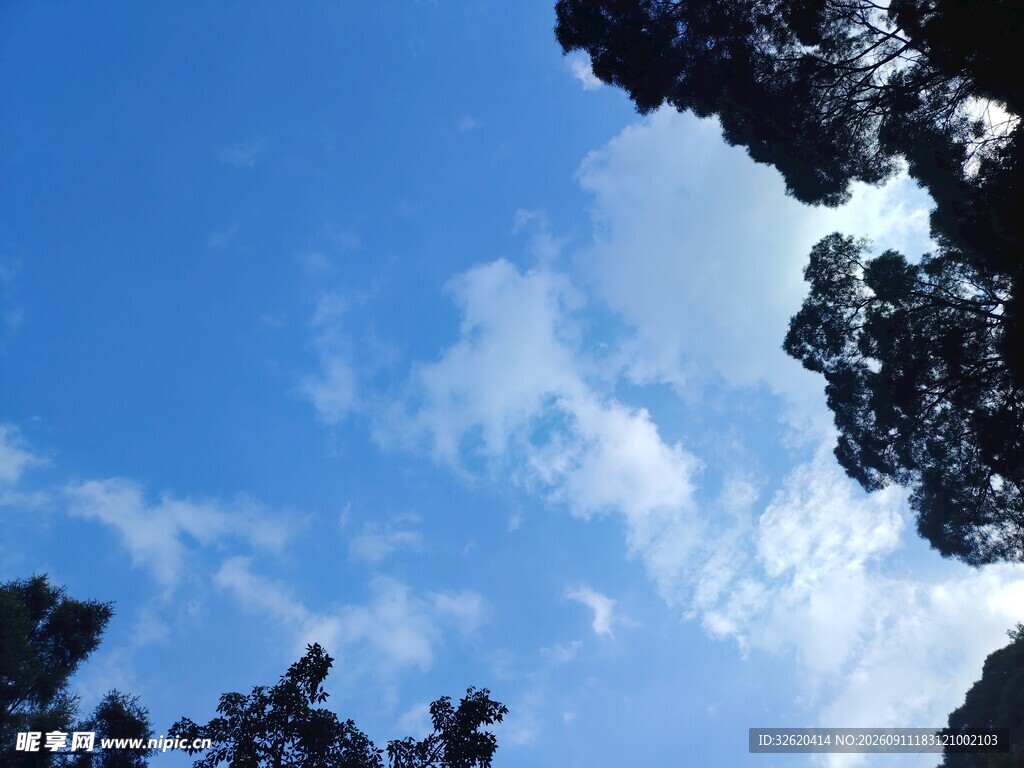 仰望蓝天与树梢