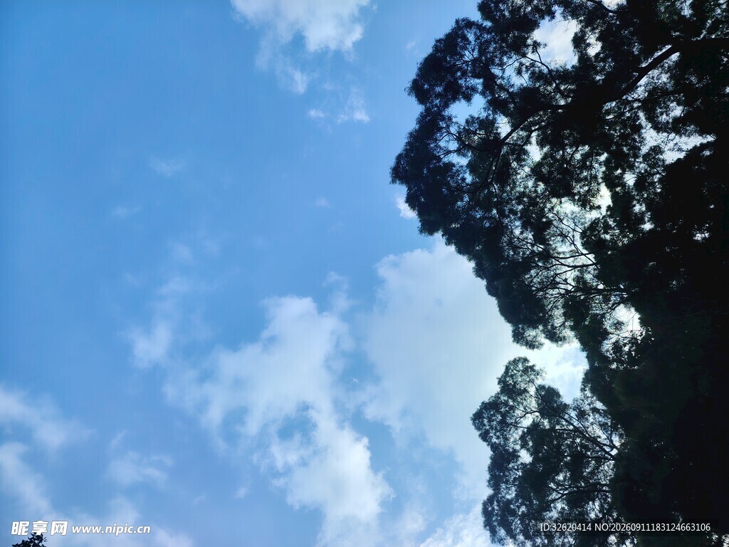 蓝天绿树间的清新景致