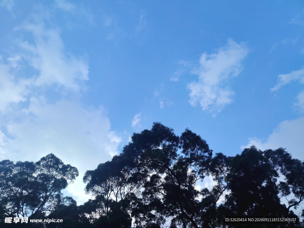 蓝天映衬下的树木剪影
