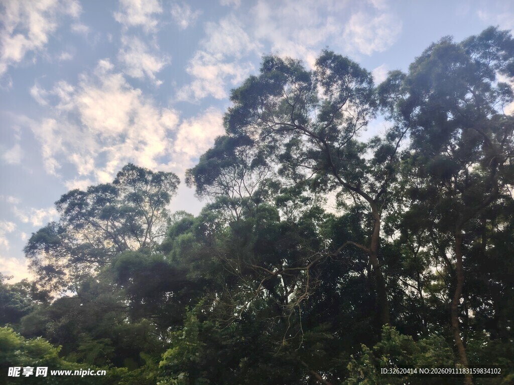 黄昏下的葱郁树林