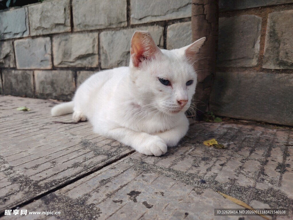 白色猫咪慵懒趴地