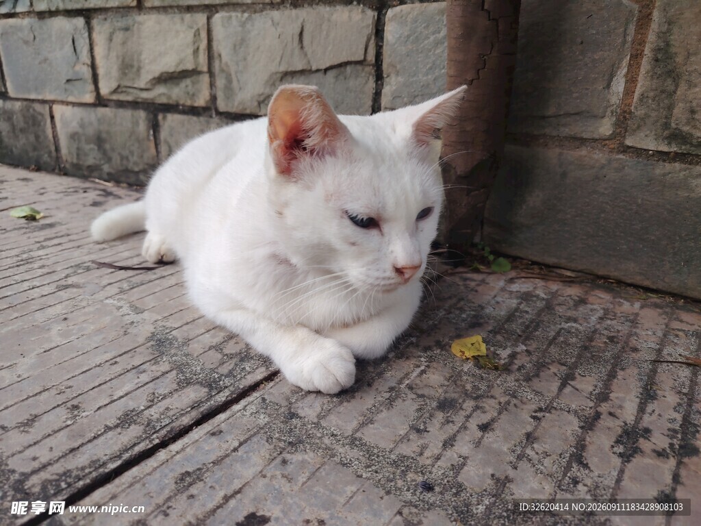 白色猫咪趴于地面
