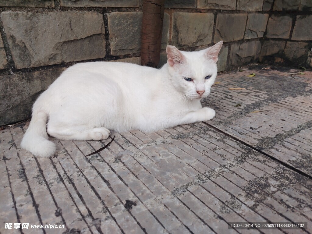白色猫咪悠闲趴地