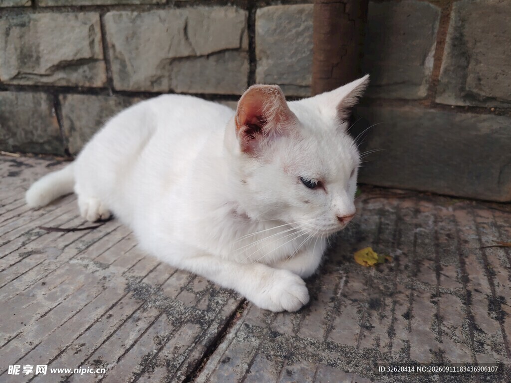 白猫咪慵懒趴于石板上