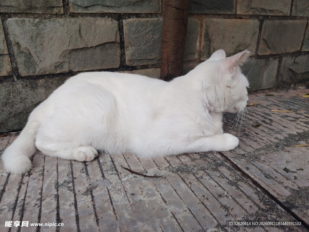 白色猫咪趴卧在石板上