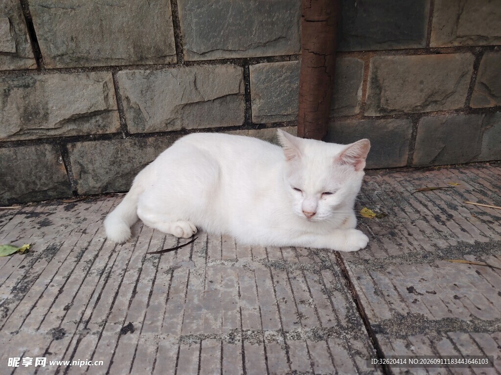 白色猫咪慵懒趴于地面