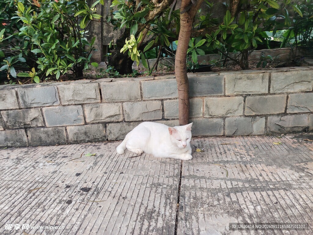 树荫下休憩的白色猫咪