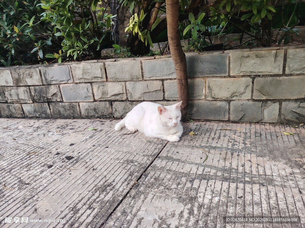 阳光下休憩的白色猫咪