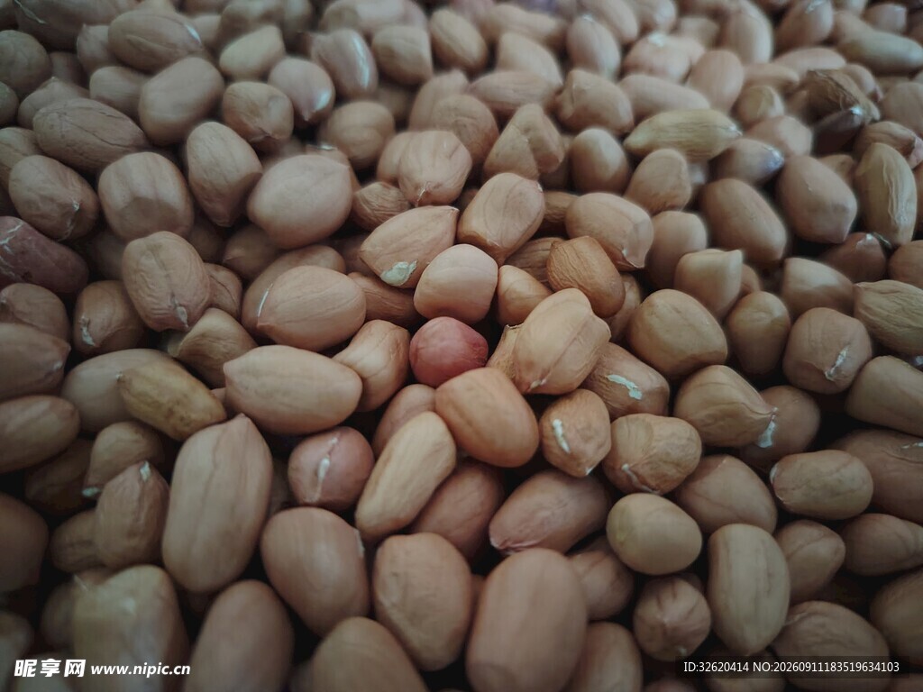 饱满花生粒