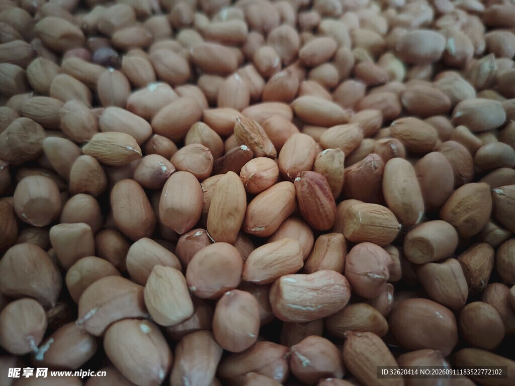 饱满花生粒