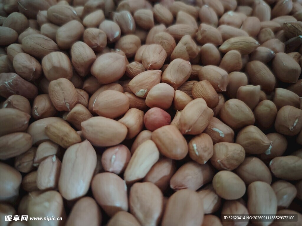 饱满花生粒