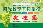 阳光玫瑰葡萄开园采摘
