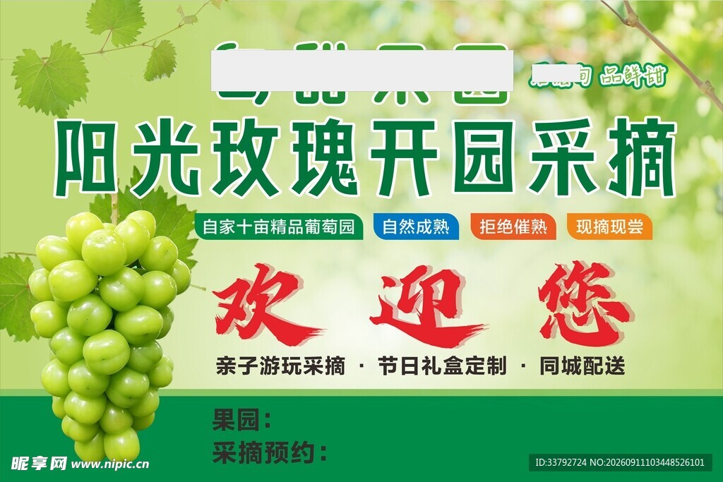 阳光玫瑰葡萄开园采摘